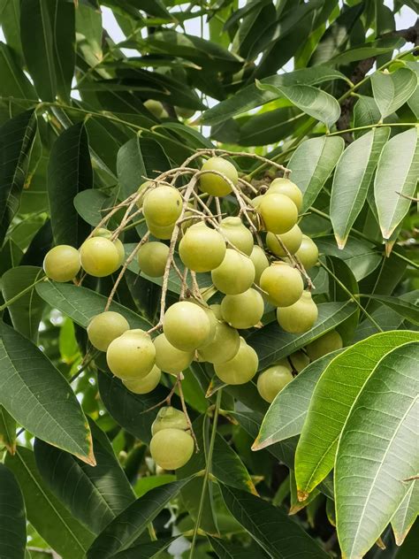 油患子|无患子 Sapindus saponaria